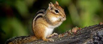 Trapping Chipmunks A Z Animals