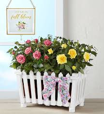 Charming Rose Garden 1800flowers Com