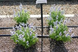 Trial Garden Young S Plant Farm