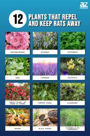 12 Plants That Repel And Keep Rats Away