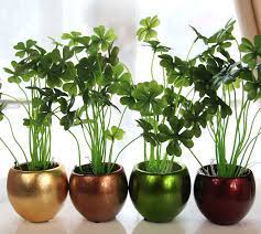Top 3 Lucky Plants To Uplift Your Home