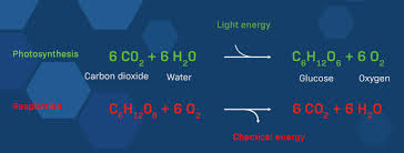 Photosynthesis And Its Effect On Ph