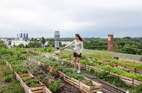 How To Create Your Own Urban Garden