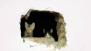 Feral Kittens Hiding In Gap To Basement