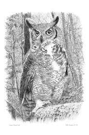 Great Horned Owl Drawing By Bill Harrah