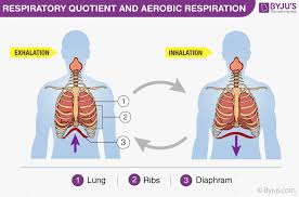 Respiratory Quotient Aerobic