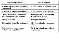 Bio Lecture 10 Photosynthesis