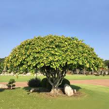 Benefits Of Pal Tree