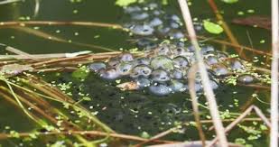 Frogspawn Stock Footage Royalty Free