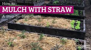 How To Mulch With Straw A Step By Step