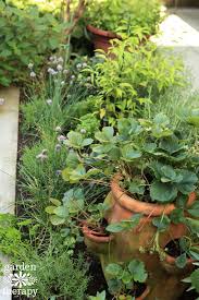 A Culinary Kitchen Garden Perfect For