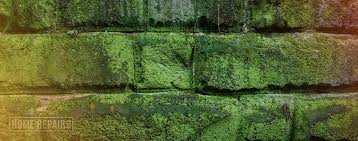 How To Remove Moss From Brick In 3