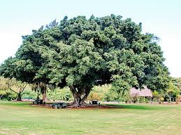 Ficus Microcarpa Wikipedia