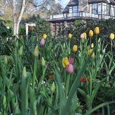 Tulips In The Florida Garden Yes