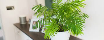 Our Favorite Tropical Houseplants