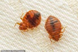 The Telltale Signs There Are Bedbugs In