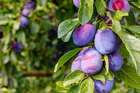 Discover 8 Fruit Trees That Grow And