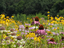 For Wildlife And Humans Native Plants