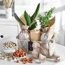 Buy Indoor Plants India Best
