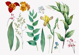 Botanical Flowers Vectors
