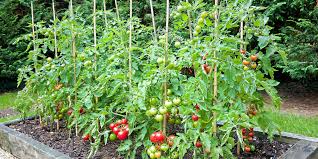 Tips For Growing Tomatoes Lawncentral