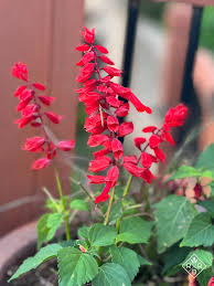 The Year Of The Salvia Red Dirt