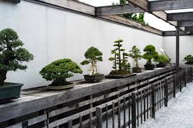 National Bonsai Museum Washington D