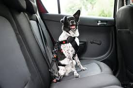 The Best Cars For Dogs Toyota Edition