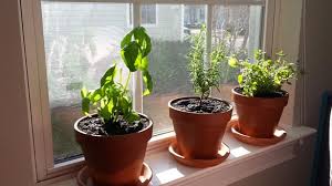 Own Windowsill Herb Garden