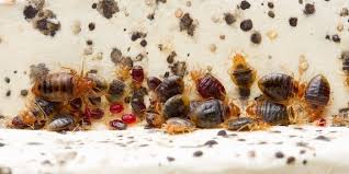 What Do Bed Bugs Look Like Loadup