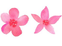 Basic Flower Shapes In Watercolour