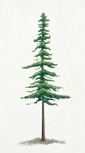Watercolor Pine Tree Images Free