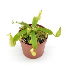 Nepenthes Tropical Pitcher Plant
