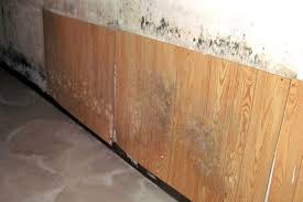 Top 10 Best Mold Removal In Oakdale Ny