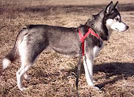Siberian Husky Wikipedia