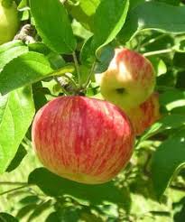 42 Garden Wish List Ideas Garden