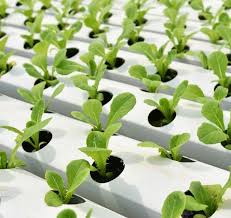 Hydroponic Systems How They Work And
