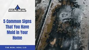 5 Common Signs That You Have Mold In