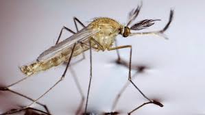 Swarms Of Mosquitoes Mess With
