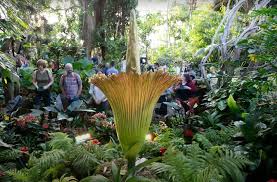 Giant Stinky Flower Expected To Draw