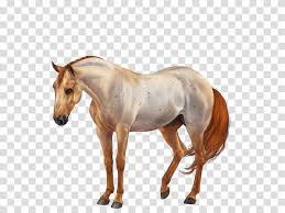 American Quarter Horse American Paint