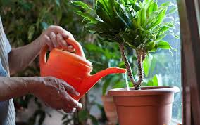 How To Keep Your Plants Watered Whilst