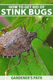 How To Get Rid Of Stink Bugs In The