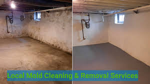 Mold Cleaning And Removal Services In