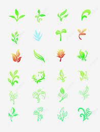Sprouting Plant Png Image Sprouts