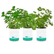 Back To The Roots Kitchen Herb Garden Grow Kit 3 Pack