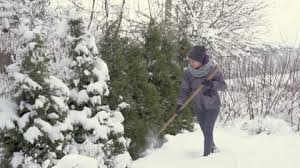 A Woman Takes Care Of The Winter Garden