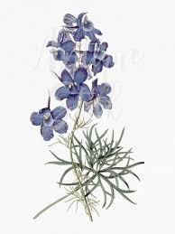 Blue Flower Clipart Siberian Larkspur