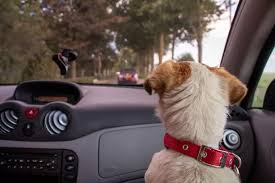 Pets Sit In Front Seat