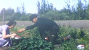 Tomatoes Vegetable Garden Stock Footage